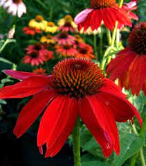 Coneflowers Plant Care And Collection Of Varieties Garden Org Red Plants Plant Care Plants
