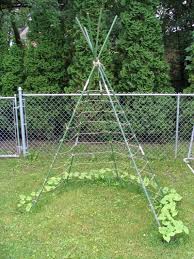 Pole Bean Tepee Hideaway Garten Stangenbohnen Pflanzen