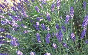 Chicken With Herbes De Provence Recipe Recipe Lavender Recipes Lavender Syrup Herbs De Provence