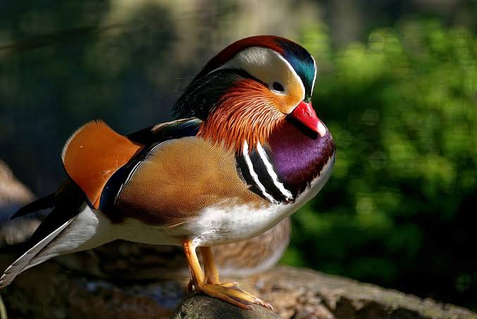 The beautiful wood duck image