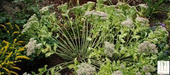 Our network of local florists and flower shops offers same day delivery for handcrafted milwaukee flower delivery by local florists, same day. Revive Poor Performing Perennials Milorganite