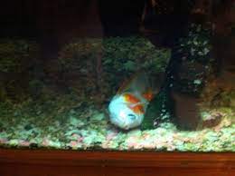 Is Our Goldfish Dying Or Can He Be Saved Laying On Side At Bottom Of Tank My Aquarium Club