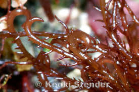 Image result for Hyparrhenia mobukensis