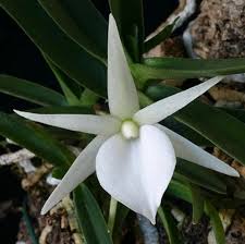 Image result for Angraecum conchiferum