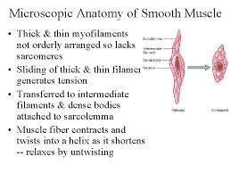 Smooth endoplasmic reticulum is found in a variety of cell types (both animal and plant), and it serves different functions in each. Know These Muscles Muscle Tissue Alternating Contraction And