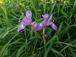 Always wondered what #pollinates spider plants. Iris Spuria Wikiwand