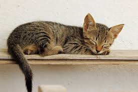 Ich mag tiere aber wenn ich überlege, wo sich die freigänger überall rumtreiben, dann möchte ich die bestimmt nicht in meinem bett haben. Katze Pinkelt Ins Bett Woran Kann Es Liegen Santevet