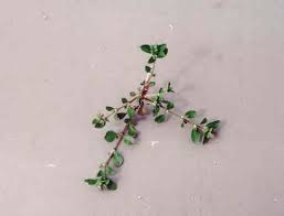 Image result for Polycarpon