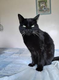 Black And White Orange Cat Pin By Julianne Aguilera On Kittens Cat Love Black Cat Pets Cats