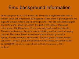 Buy products such as northside men's snohomish mid waterproof hiking boot, wolverine manistee 8 boot men's at walmart and save. E Tasc The Penguin The Emu And The Humming Bird Ppt Download