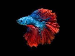 Video 3d Hologram Project Full Hd Youtube Ikan Eksotis Ikan Tropis Betta