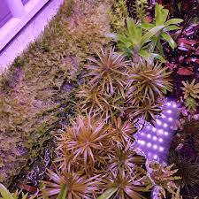 Image result for Syngonanthus wahlbergii