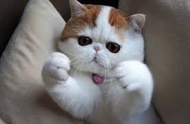  Tips Memberikan Nama Kucing Yang Lucu Dan Bagus Untuk Semua Kucing Snoopy Cat Cute Cats And Dogs Funny Cat Pictures