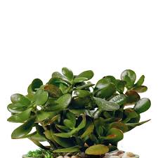 Image result for Vahadenia laurentii