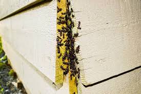 Exterminator St Louis Mo By 24 7 Animal Pest Control Call now to rid of those rodents for good today! 7 animal pest control