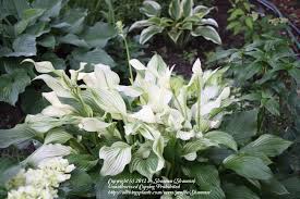 We did not find results for: White Feather Hosta White Feather Hosta Hostas Hosta Gardens