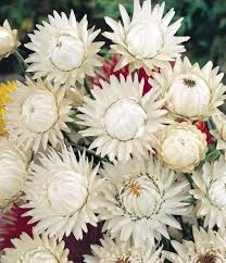 Pin On Everlastings For Dried Arrangements
