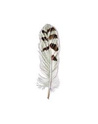 Image Result For Owl Feather Tattoo Designs Owl Feather Feather Watercolor Feather Tattoo Design