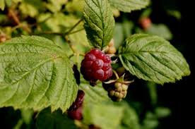 Image result for Rubus kirungensis