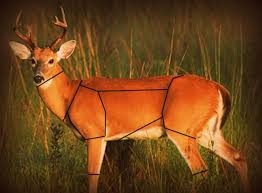 46 Prototypal Deer Meat Butcher Chart