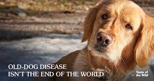 Is It A Stroke Or Old Dog Vestibular Syndrome Taste Of The Wild Pet Food