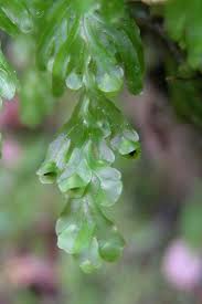 Image result for Hymenophyllum tunbridgense