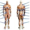 11 major muscle groups 1 name gluteals 2 latissimus dorsi 3 pectorals 4 trapezius 5 deltoids 6 biceps 7 triceps 8 quadriceps 9 hamstrings 10 they are a large muscle group comprised of the gluteus maximus, minimus and medius. 1