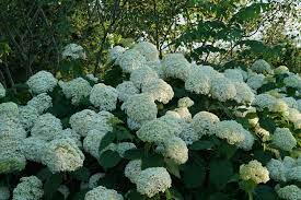 Maybe you would like to learn more about one of these? Incrediball Smooth Hydrangea Hydrangea Arborescens Proven Winners