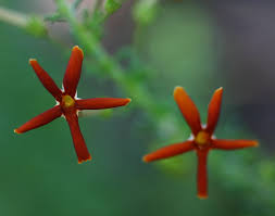 Image result for Jamesbrittenia fodina × huillana