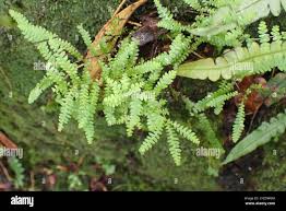 Image result for Gleichenia polypodioides