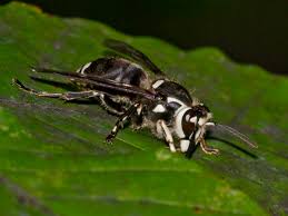 Maybe you would like to learn more about one of these? Bald Faced Hornet Information Photos Hornet Stings
