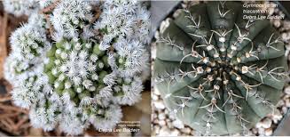 Cactus Snowflakes Cactus Cacti And Succulents Snowflakes