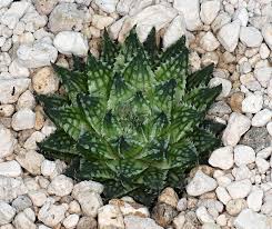 Image result for Habenaria magnirostris