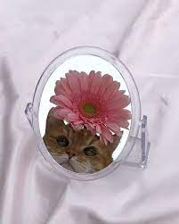Pin By Fit King Life On Aes Cat Aesthetic Cats And Kittens Cats