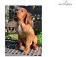 Discover more about our irish setter puppies for sale below! Puppyfinder Com Irish Setter Puppies Puppies For Sale Near Me In Texas Usa Page 1 Displays 10