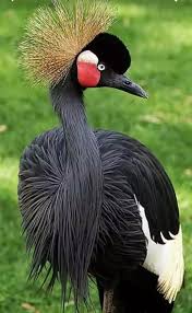Pin By Nural Unal On Hayvan Turleri Beautiful Birds South African Birds Pet Birds