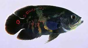 The oscar fish is an incredibly popular tropical freshwater fish native to the south american basin of the amazon. Oscar S How To Breed And Care For The Oscar Fish