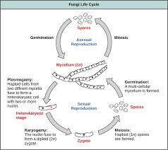 We did not find results for: Fungi Organismal Biology