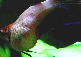 In the wild, their colors are quite drab, except when they get agitated. Betta Biggest Betta Fish