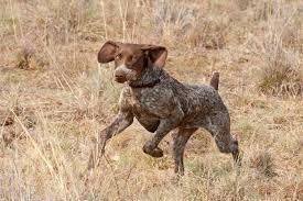 German Shorthaired Pointer Pointer Dog German Shorthair German Shorthaired Pointer