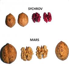 Image result for antraknóza ořešáku