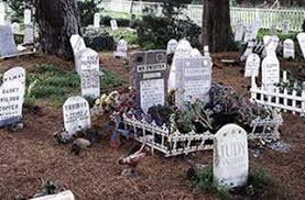 When i was a small child, i was given a desert tortoise as a pet. Pet Cemetery Presidio San Francisco Ca