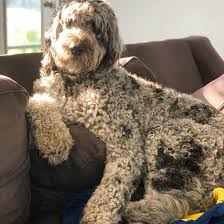 See full list on petguide.com The Great Danoodle What Makes These Gentle Giants Unique K9 Web