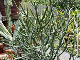 Image result for Euphorbia tirucalli