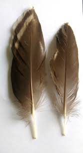 See more ideas about hummingbird, pet birds, beautiful birds. Kaijutegu My Feather Collection