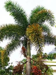 Flowers are followed by clusters of fruits which are oval, about 2 in. How To Grow Foxtail Palm Tree Wodyetia Bifurcata