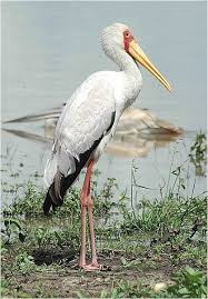 Pelican In Kenya On Your Kenya Birding Safaris Www Stepsadventures Com Kenya Africa Kenya Pelican Photos