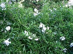 Image result for Solanum laxum
