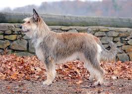 It is an ancient breed believed to be the oldest french sheepdog around for centuries. Berger Picard Facts Pictures Puppies Temperament Breeders Price Grooming Animals Adda