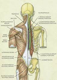 There's a slant here on the top section of the summit muscles in the kind of taper down and they round down into here. Muscles Of The Neck And Torso Classic Human Anatomy In Motion The Artist S Guide To The Dynamics Of Figure Drawing